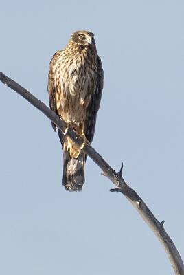 47: Hawk - Northern Harrier-1-2