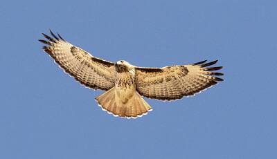 49: Hawk - Red-tailed-1