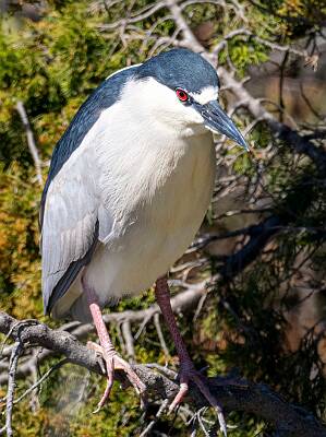 69: Heron - Black-crowned Night-1