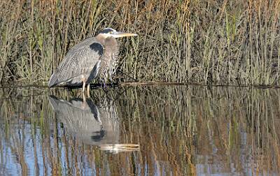 51: Heron - Great Blue-1