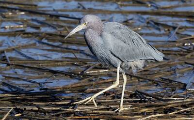 52: Heron - Little Blue-1