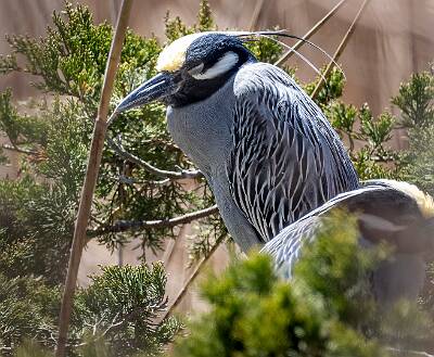 76: Heron - Yellow-crowned Night-1
