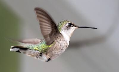 81: Humminghbird - Ruby-throated-1