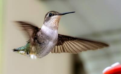 82: Humminghbird - Ruby-throated-2
