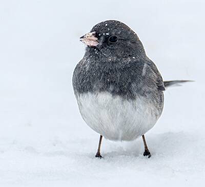 55: Junco - Dark-eyed-1