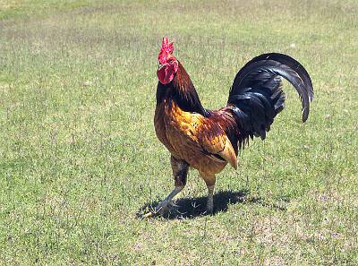 86: Junglefowl - Red-1