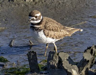 56: Killdeer-1