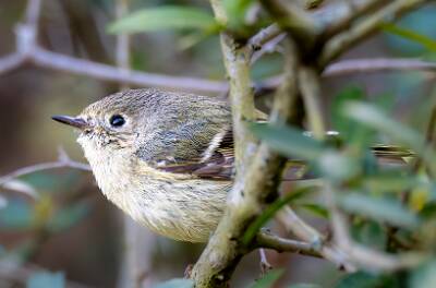 81: Kinglet - Ruby-crowned-1