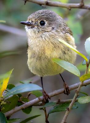 82: Kinglet - Ruby-crowned-2