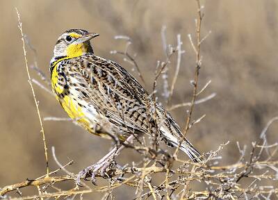 58: Meadowlark - Western-1