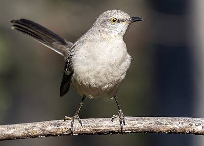 59: Mockingbird - Northern-1