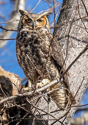 89: Owl - Great Horned-1