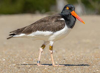 91: Oystercatcher - American-1