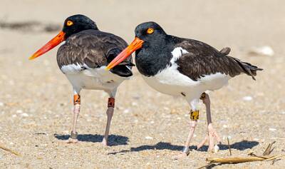 92: Oystercatcher - American-2