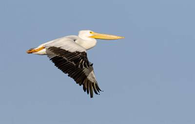 65: Pelican - White-1