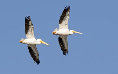 66: Pelican - White-2