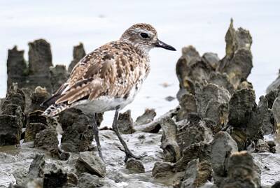 99: Plover - Black-bellied-1