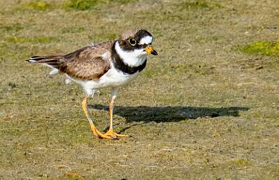 113: Plover - Semipalmated-1