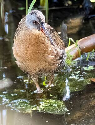 102: Rail - Virginia-1