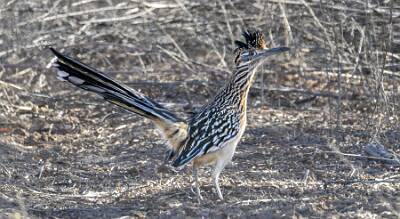 70: Roadrunner - Greater-1