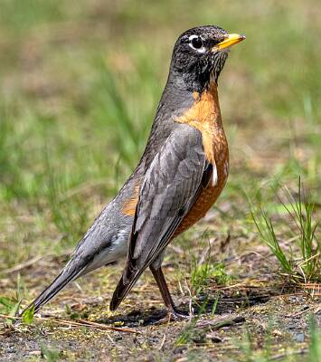 105: Robin - American-1