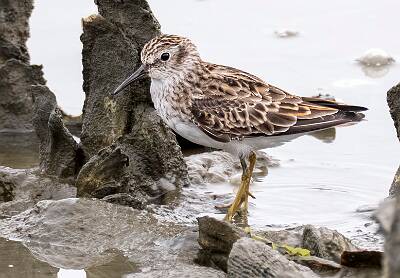 106: Sandpiper – Least-1