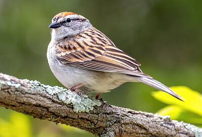 109: Sparrow - Chipping-2