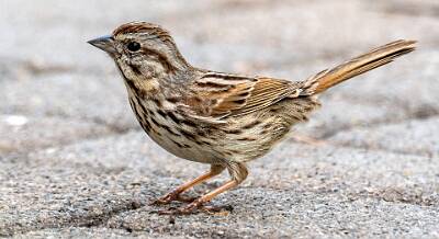 122: Sparrow - Song-1