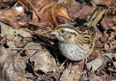 74: Sparrow - White-throated-1