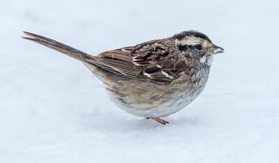 75: Sparrow - White-throated-2
