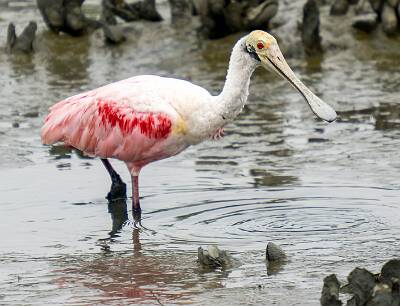 129: Spoonbill - Roseatte-1