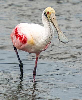 130: Spoonbill - Roseatte-2