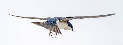 114: Swallow - Tree-2