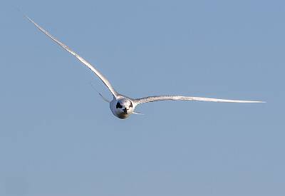 78: Tern - Fosters-2