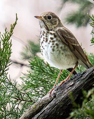 121: Thrush - Hermit-1