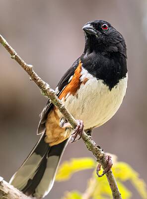 140: Towhee - Eastern-2