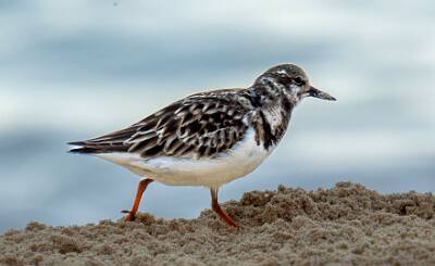 144: Turnstone - Ruddy-1