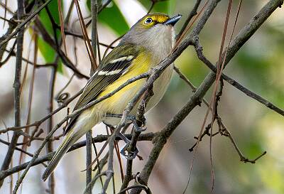 127: Vireo - White-eyed-2