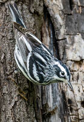 128: Warbler - Black And White-1