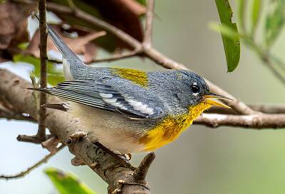 129: Warbler - Northern Parula-1