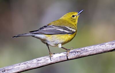 85: Warbler - Pine-1