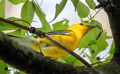 132: Warbler - Prothonotary-1