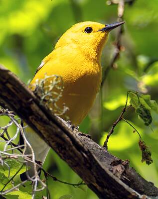 133: Warbler - Prothonotary-2