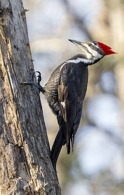89: Woodpecker - Pielated-1