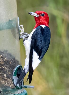 167: Woodpecker - Red-headed-1