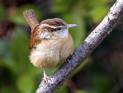 91: Wren - Carolina-2