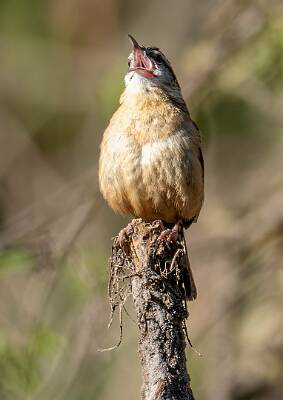140: Wren - Carolina-3