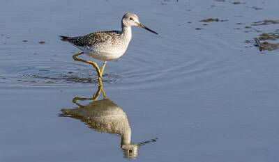 93: Yellowlegs - Greater-1
