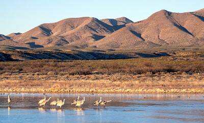 49: Bosque -2026-110