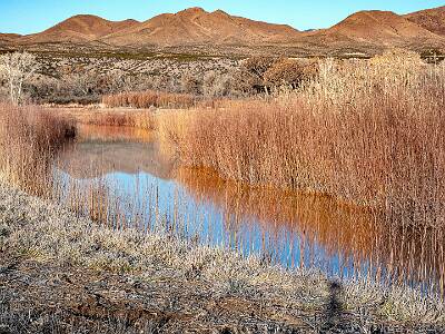 50: Bosque -2026-111